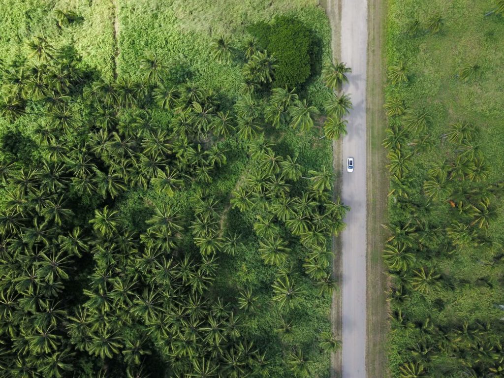 taxi driving through jungle
