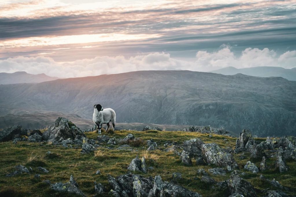 Chèvre sur les highlands