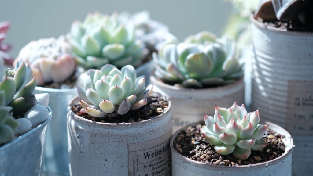 green succulents