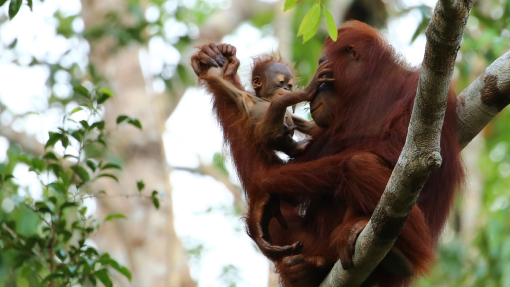 monkeys in tree