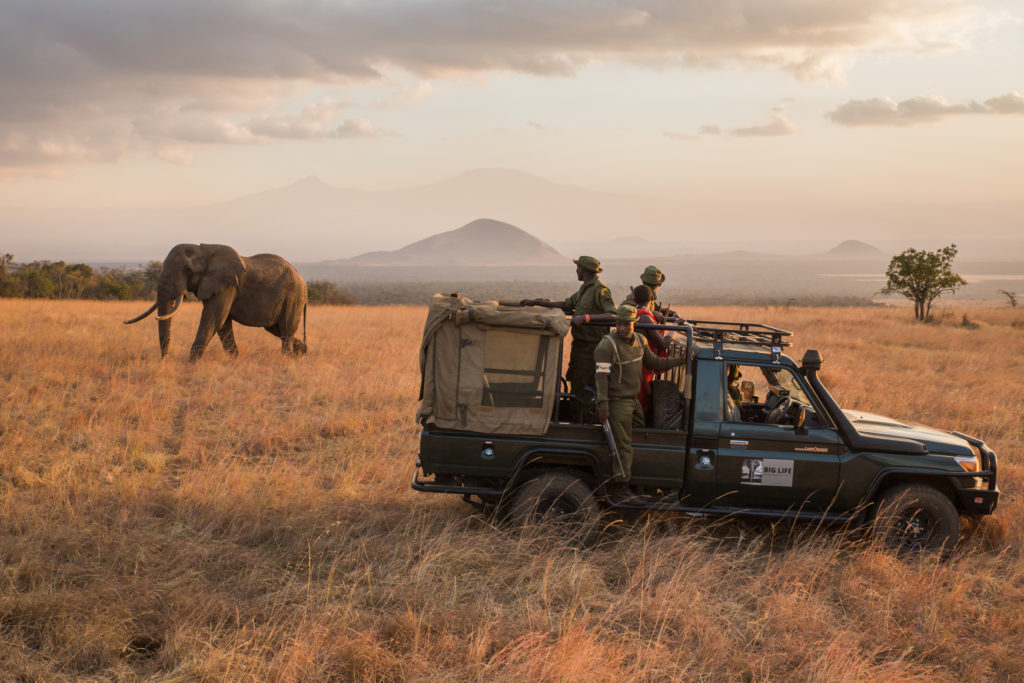 Safari elephant background