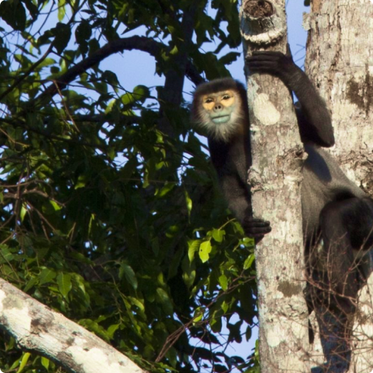 mono simpático en un árbol