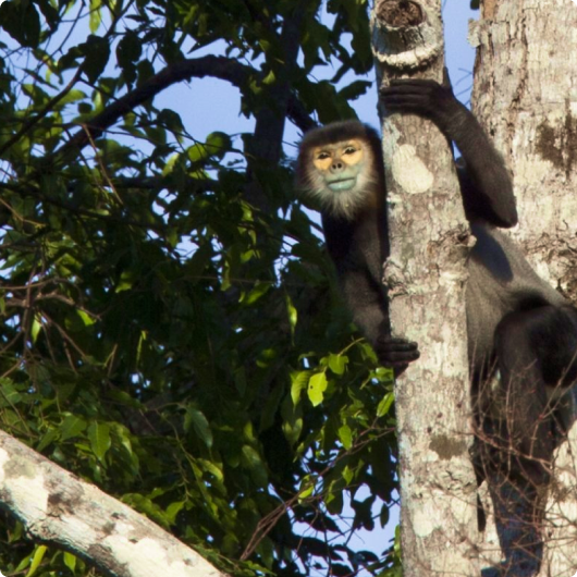 lindo mono en el árbol