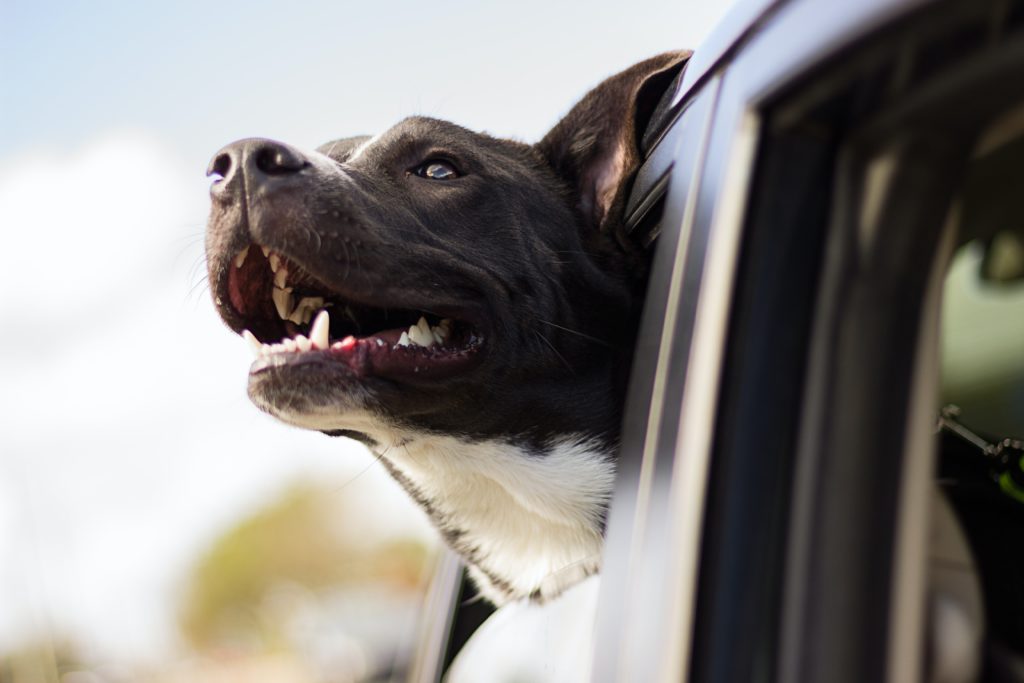 Dog with head out car window