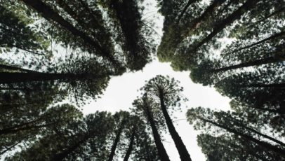 Biodiversité en entreprise : pourquoi c'est important