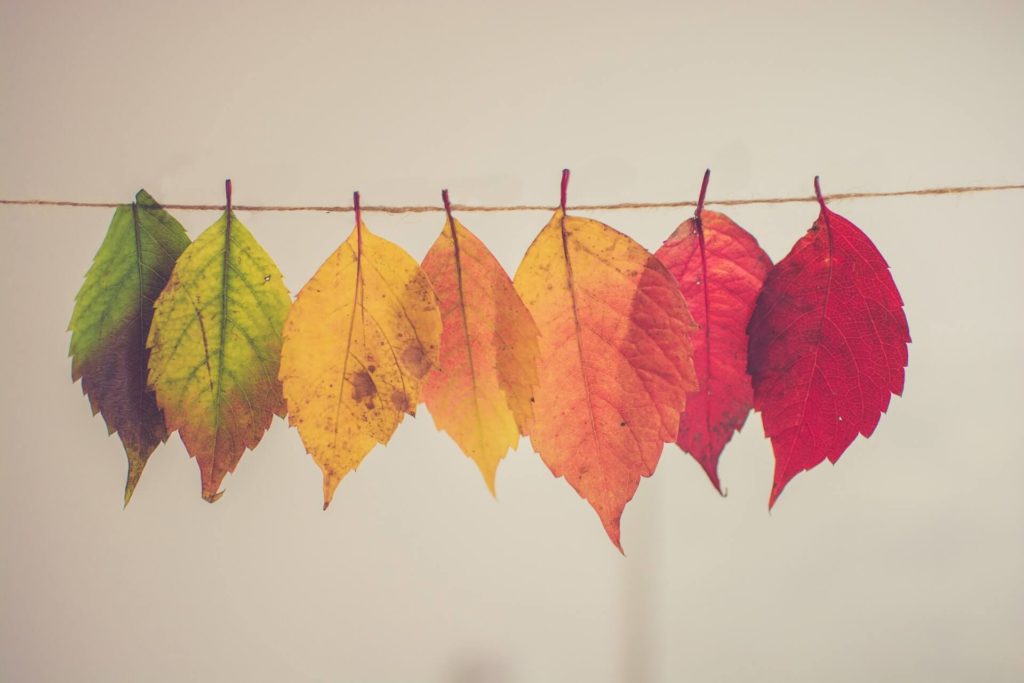 leaves changing seasons