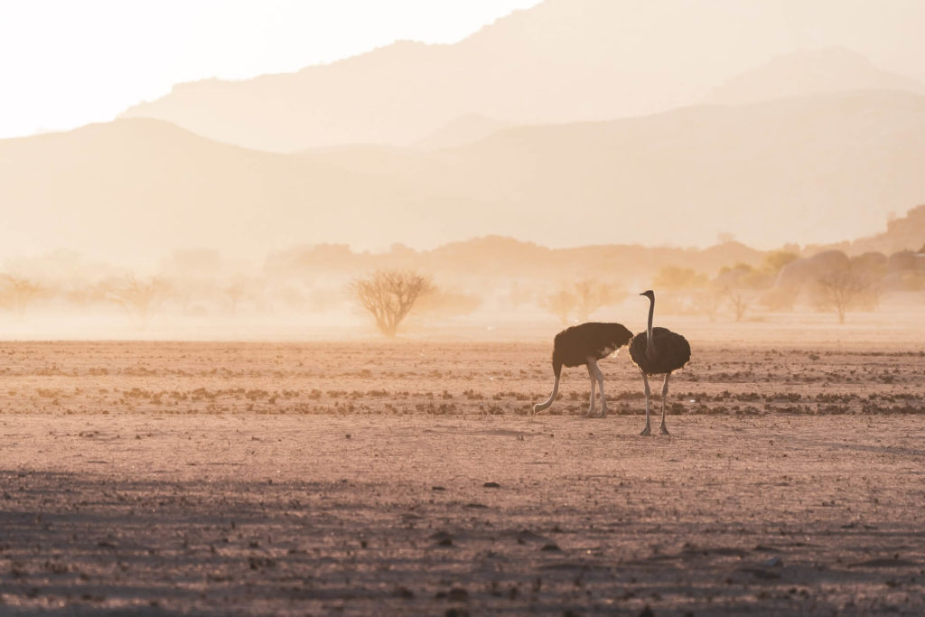 ostrich natural habitat