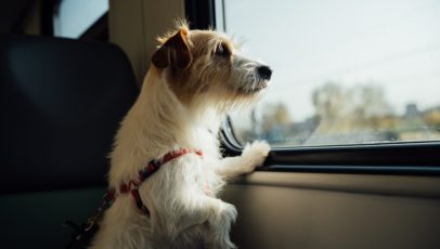 Having a dog while traveling for work: it’s paw-ssible!