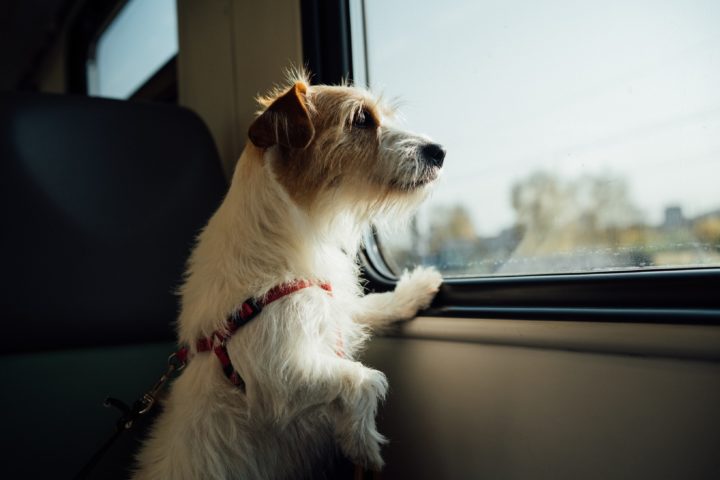 Having a dog while traveling for work: it’s paw-ssible!