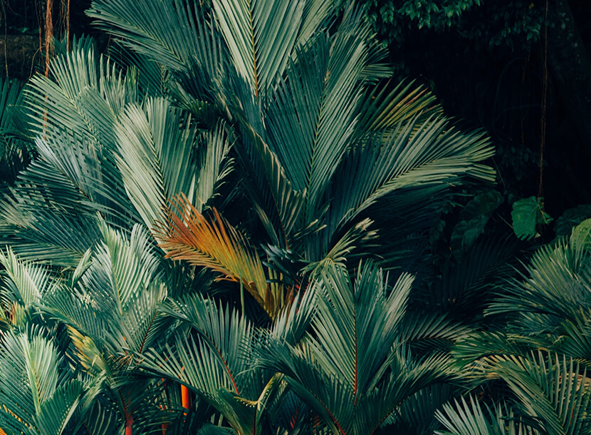 palm tree leaves