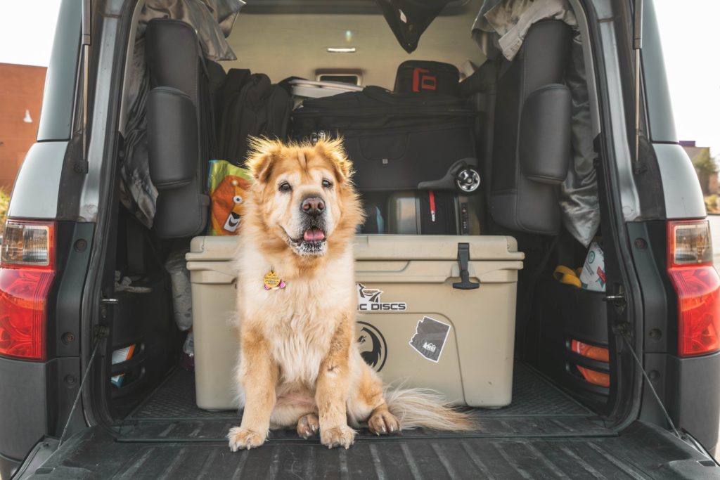 Dog in car boot