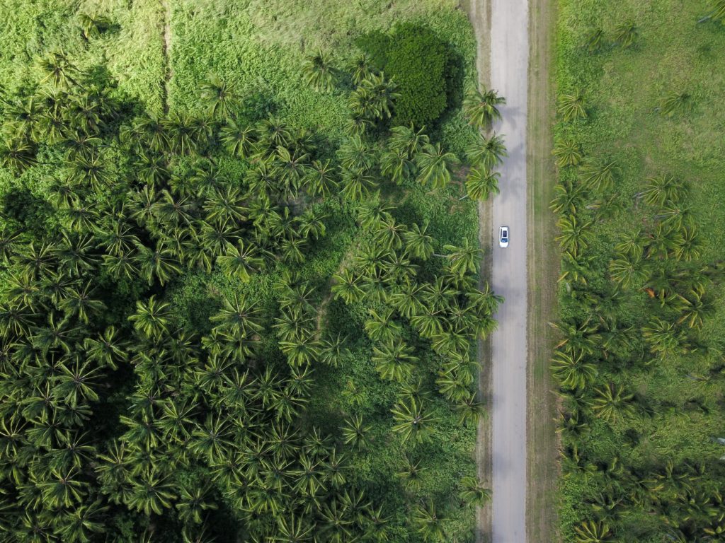 Car driving through rainforest