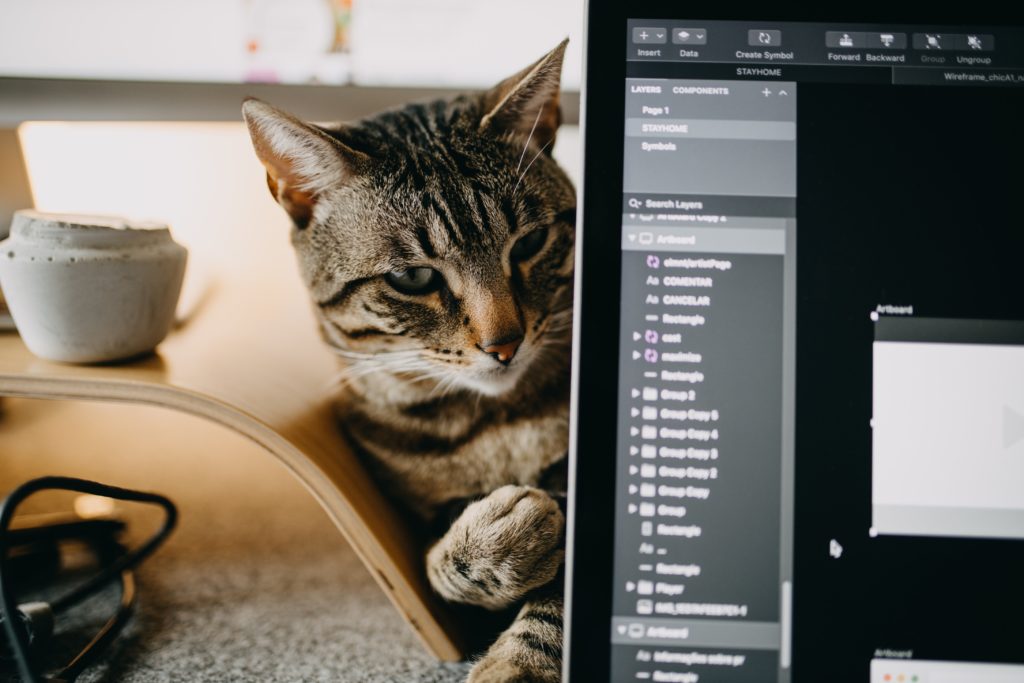 Cat next to laptop distracting