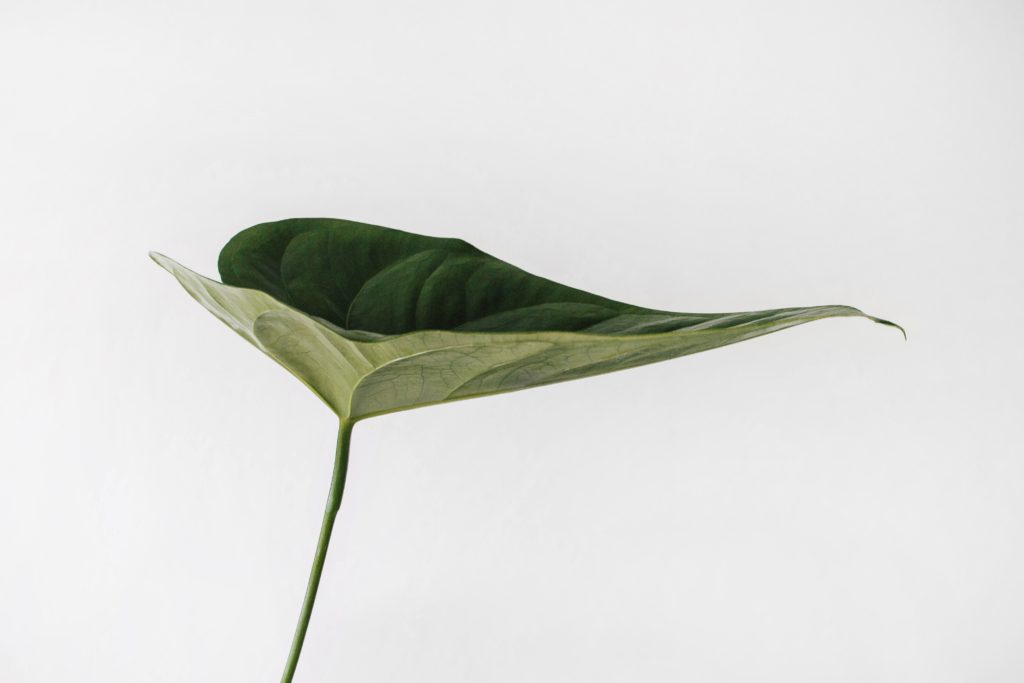 Sustainability leaf