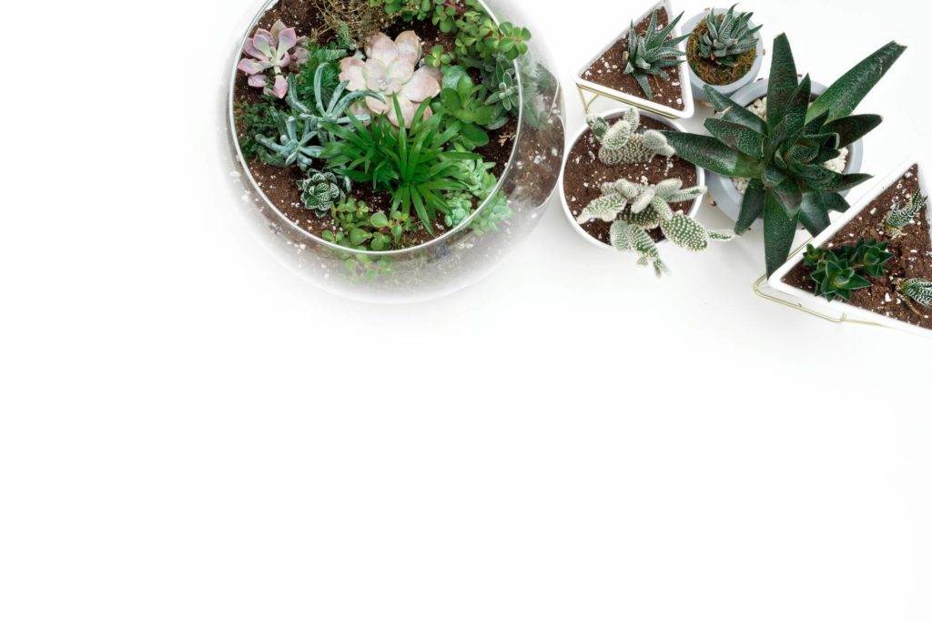terrarium planter